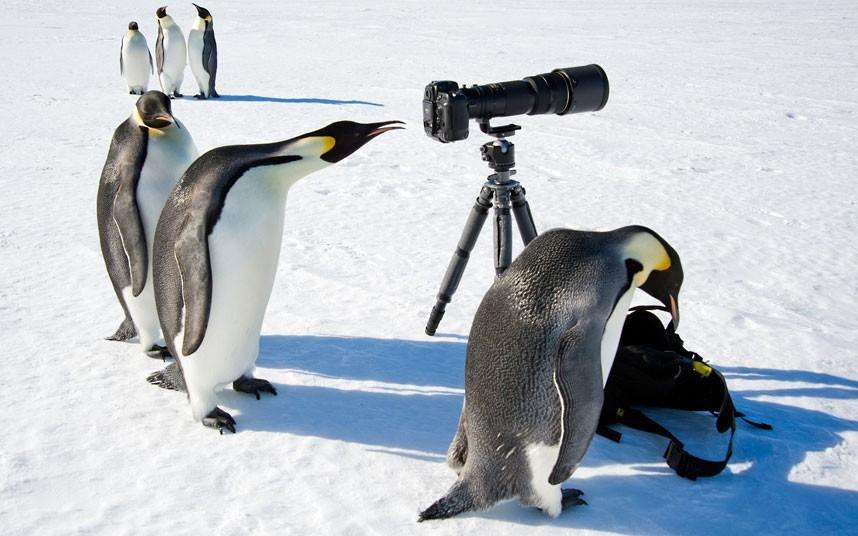 penguins-camera_2192314k