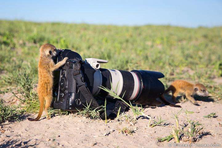 Meerkat Photographers