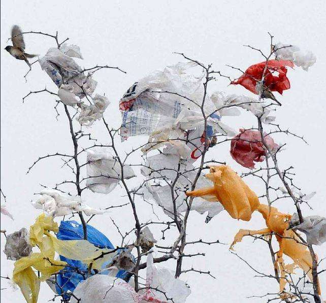 Пластиковые пакеты на деревьях в Китае