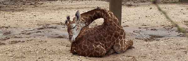 как спит жираф