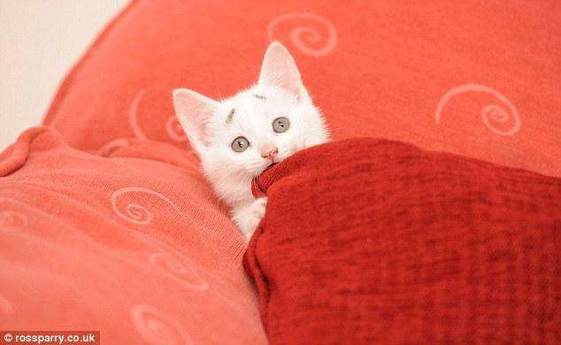 Обеспокоенный котенок удивленный котенок