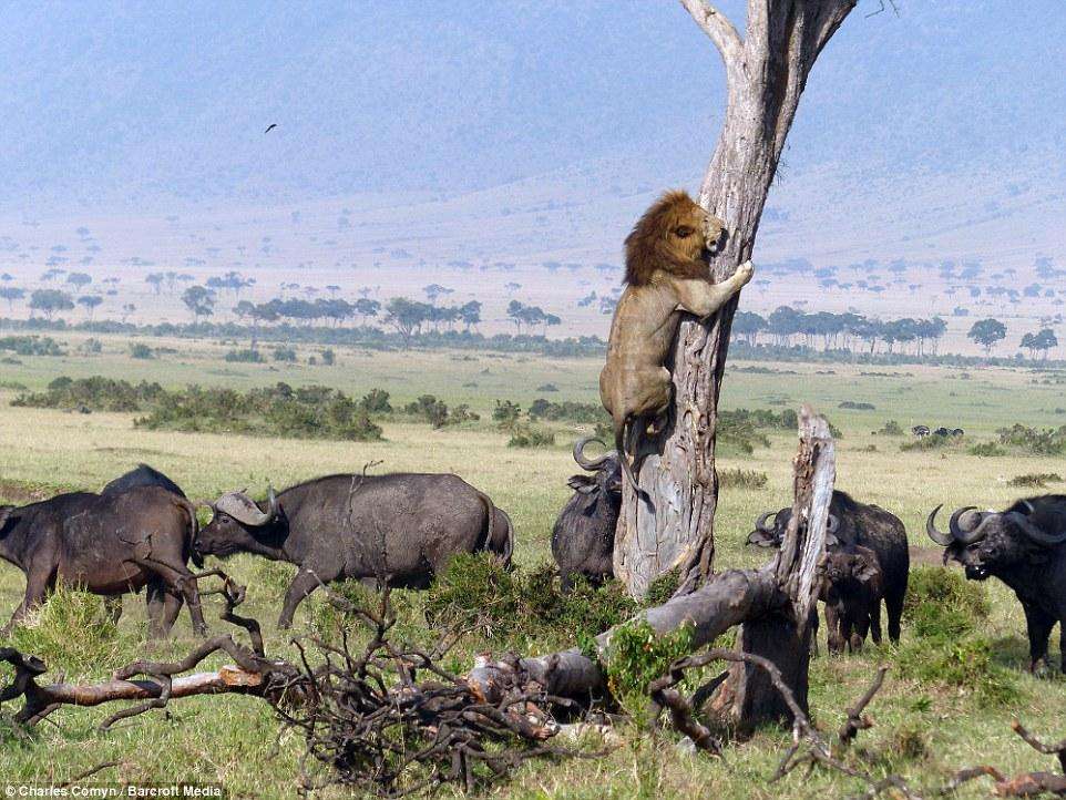 Трусливый лев на дереве. Фото из Кении