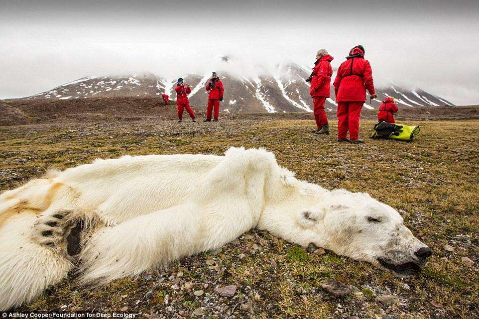 Этот медведь направился на север, в поисках льда ,где он может охотиться. Но не нашел его...