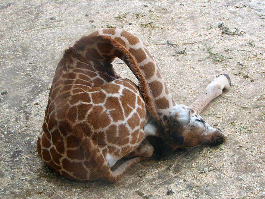 как спит жираф - 3