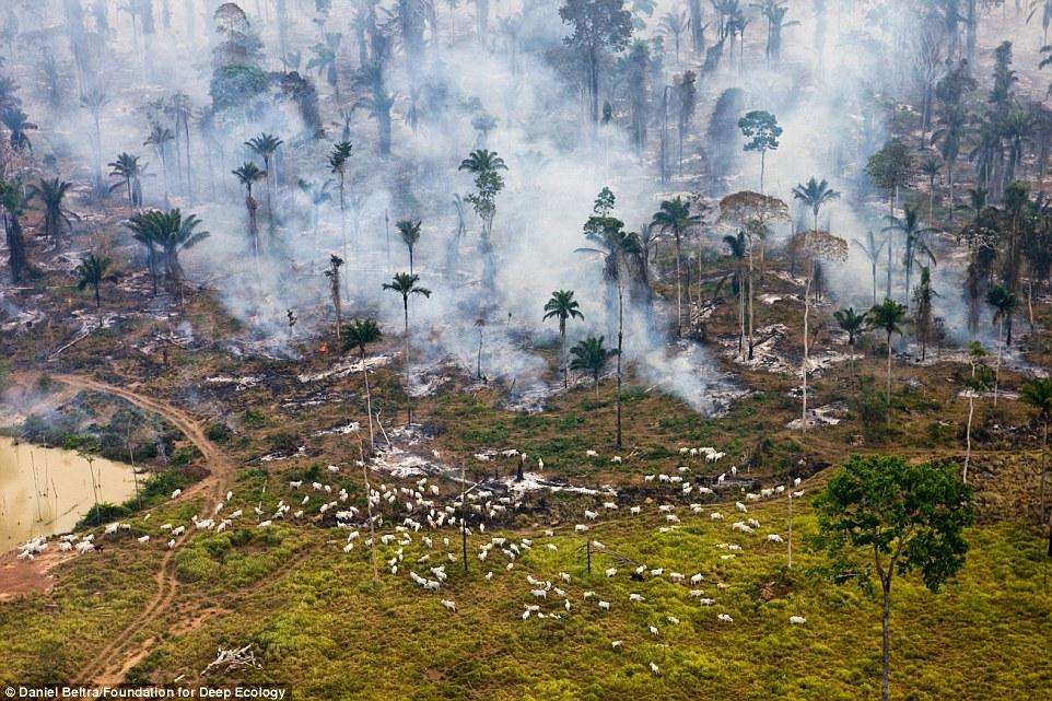 Стадо крупного рогатого скота пасется среди горящих джунглей Амазонии, Бразилия