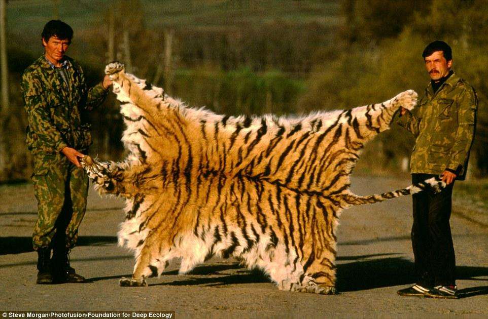 Шкура сибирского тигра, изъятая у браконьеров в Сибири, Россия