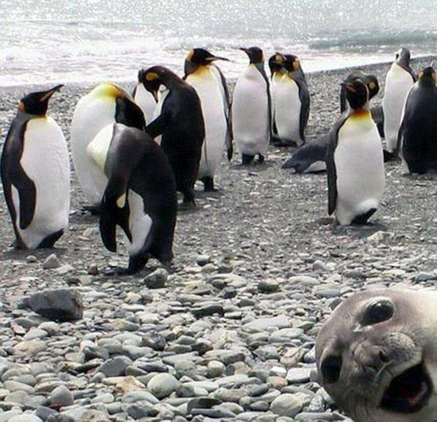 Нахальный морской котик влез на фото колонии пингвинов. Известно, что, на самом деле, фото немного обрезано...