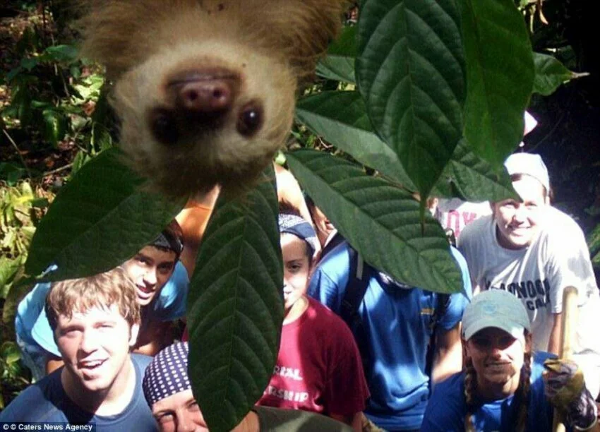 Студенты-волонтеры из разных стран позировали для группового снимка после работы в джунглях Коста-Рики, когда сверху в кадр влез любопытный ленивец