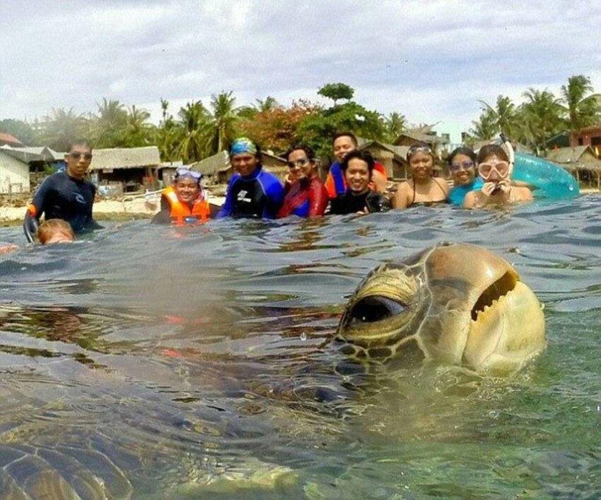 Морская черепаха "забомбила" группу пловцов на Филиппинах в начале апреля 2015 года