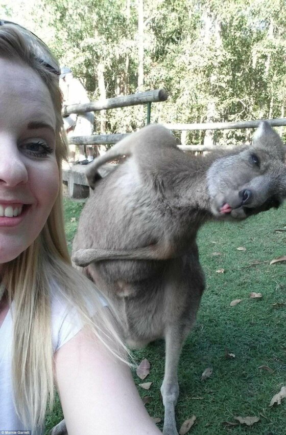 Снимок был сделан в Австралии в зоопарке Sunshine Coast в городе Квинсленд