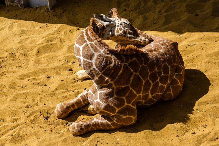 Как спят жирафы-5