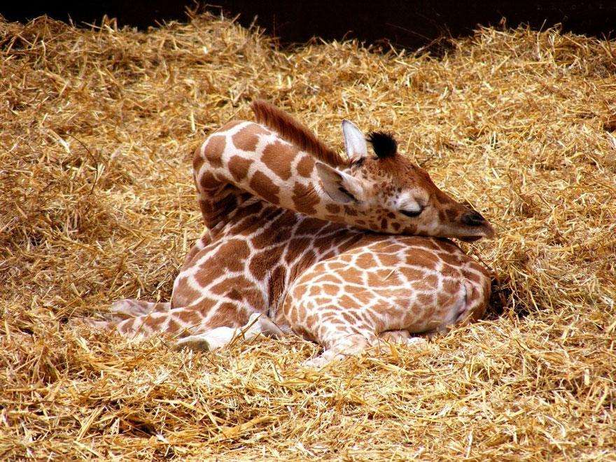 Как спят жирафы-6