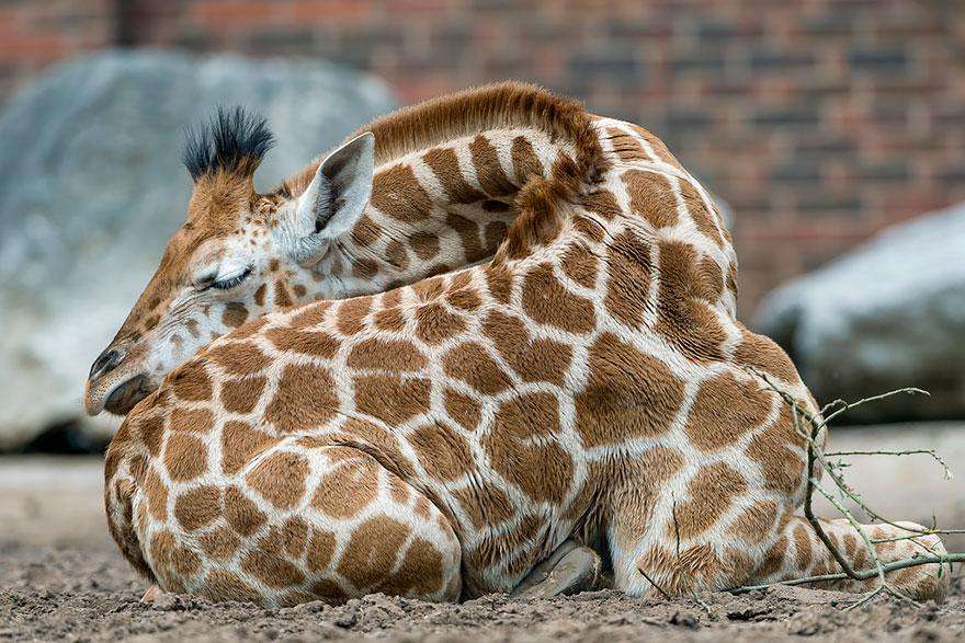 Как спят жирафы-7