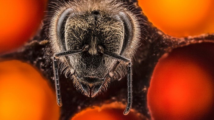 жизни пчелы - таймлапс