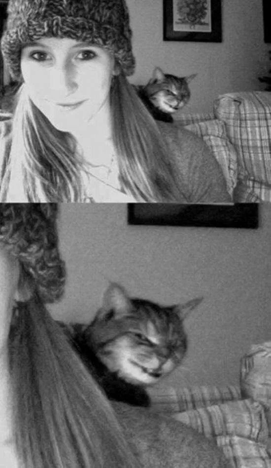 кот зло за плечом