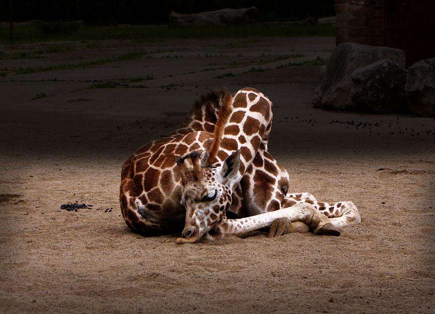 Как спят жирафы-8