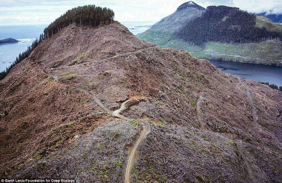 Исчезновение лесного покрова в Канаде, на острове Ванкувер