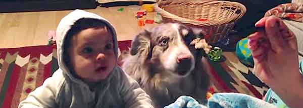 Собака научилась говорить слово "мама" раньше 15-месячного ребенка