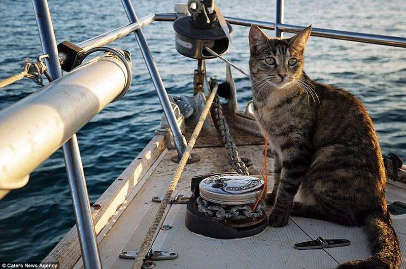 Чтобы кошка не свалилась в морскую пучину во время плавания Мэтт и Джессика держит её на поводке