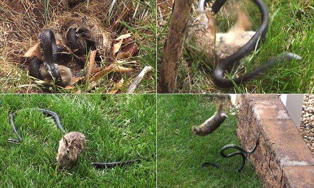 Кролик напал на змею, которая хотела съесть его детеныша материнский инстинкт