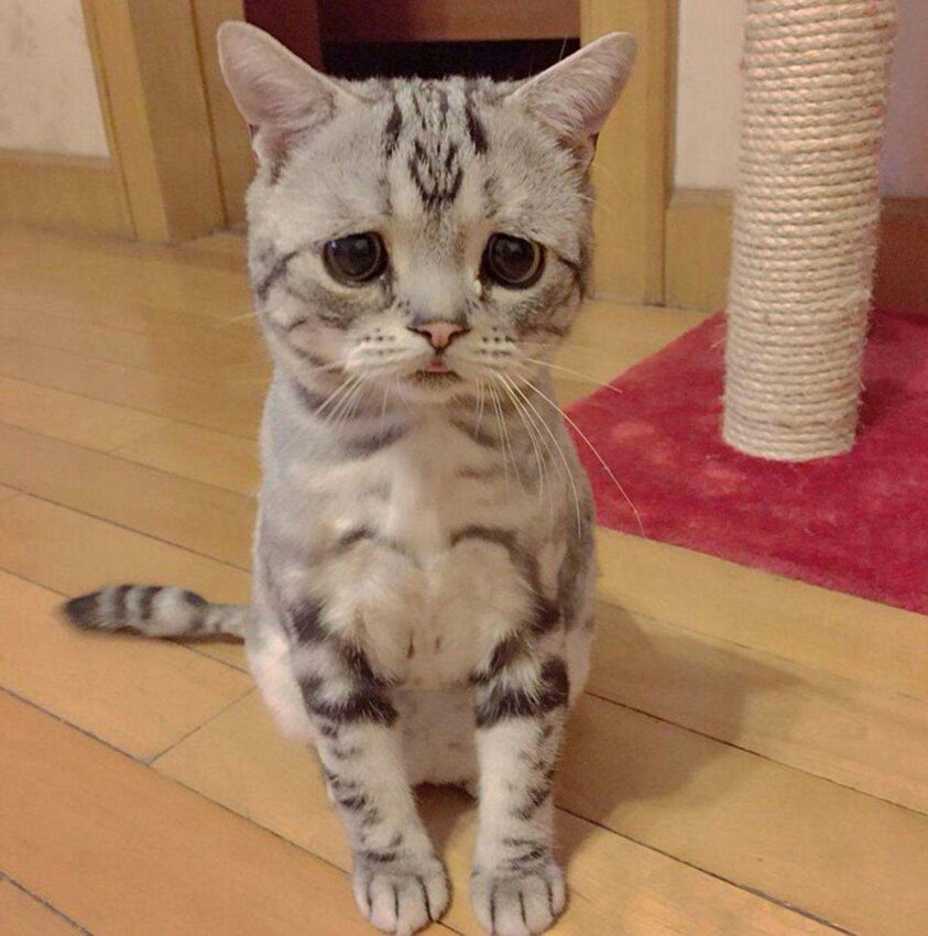 кошка Луху - самая печальная кошка в мире Luhu-the-saddest-tabby-cat (4)