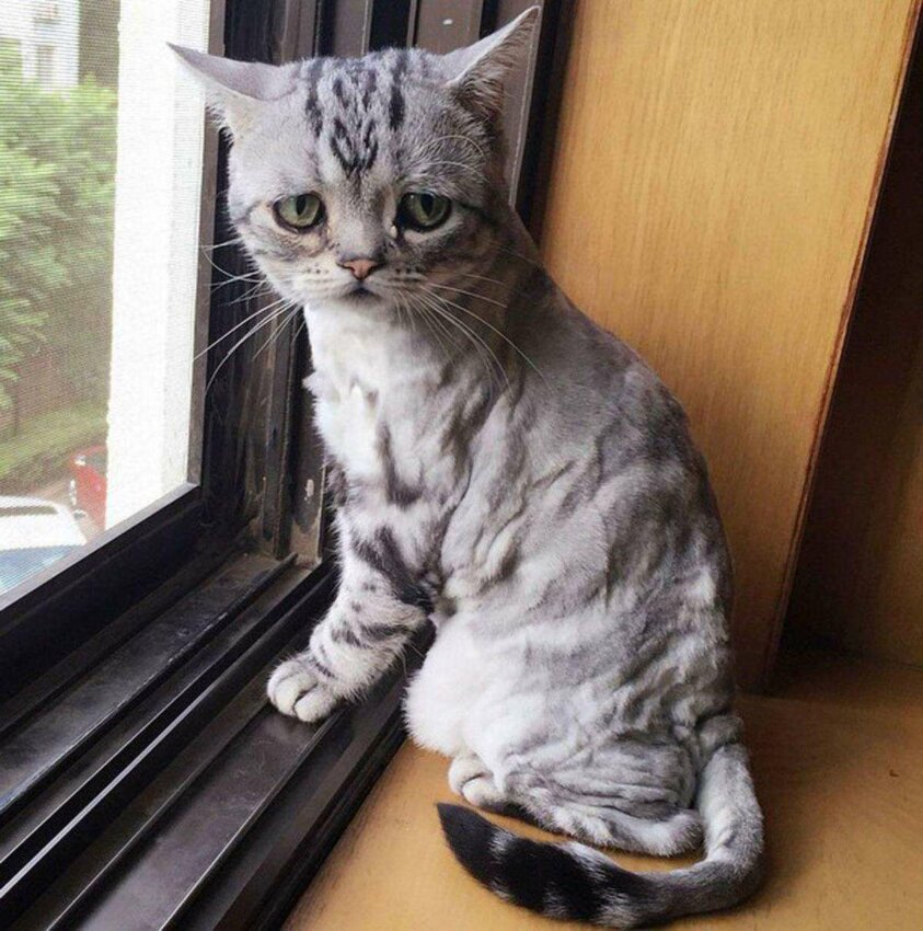 кошка Луху - самая печальная кошка в мире Luhu-the-saddest-tabby-cat (5)