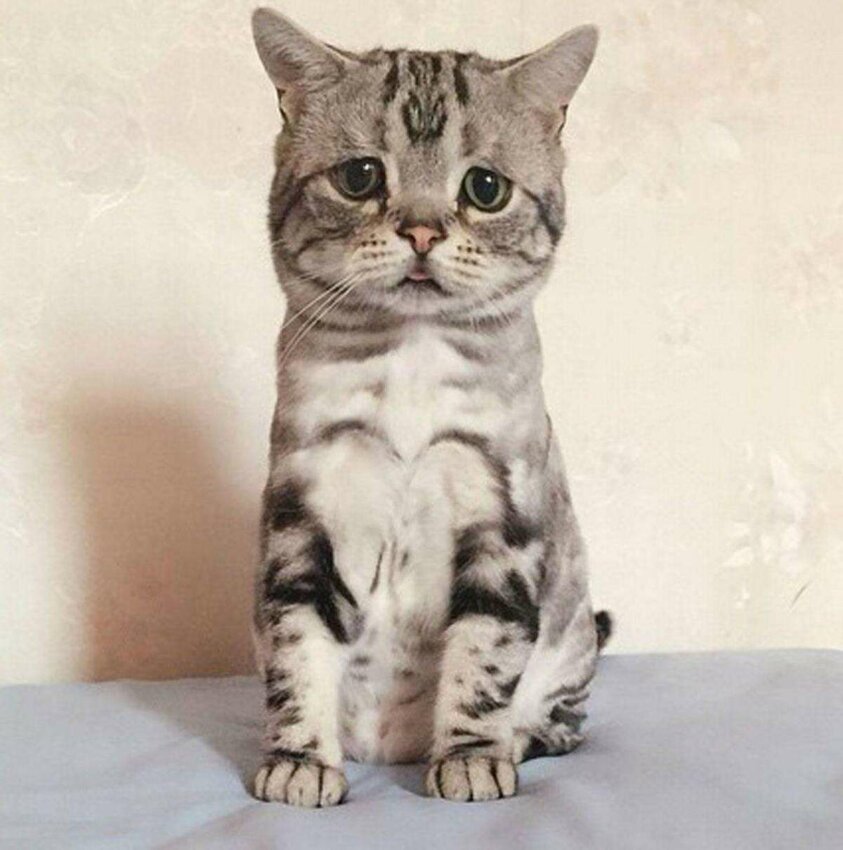 Luhu-the-saddest-tabby-cat (7)