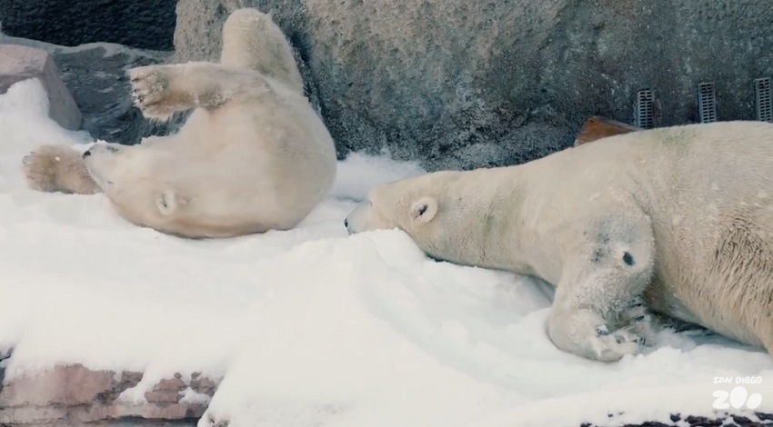 Реакция белых медведей на завезенный в зоопарк снег 2
