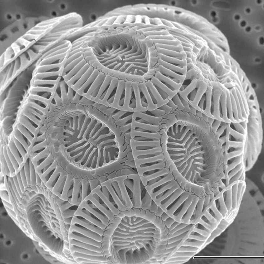 24 удивительные вещи, увиденные через микроскоп