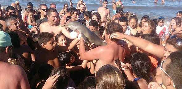 Дельфиненка заласкали и зафоткали до смерти
