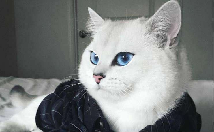 Самый прекрасный котик во всем Интернете
