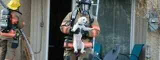 Фото: Пёсик улыбается в руках пожарного, спасшего его от смерти