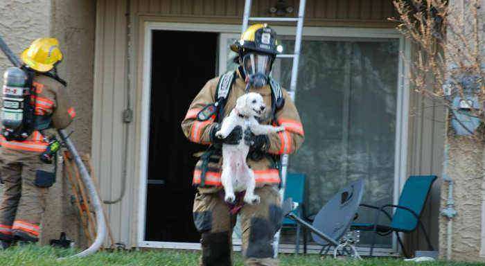 Фото - Пёсик улыбается в руках пожарного, спасшего его от смерти