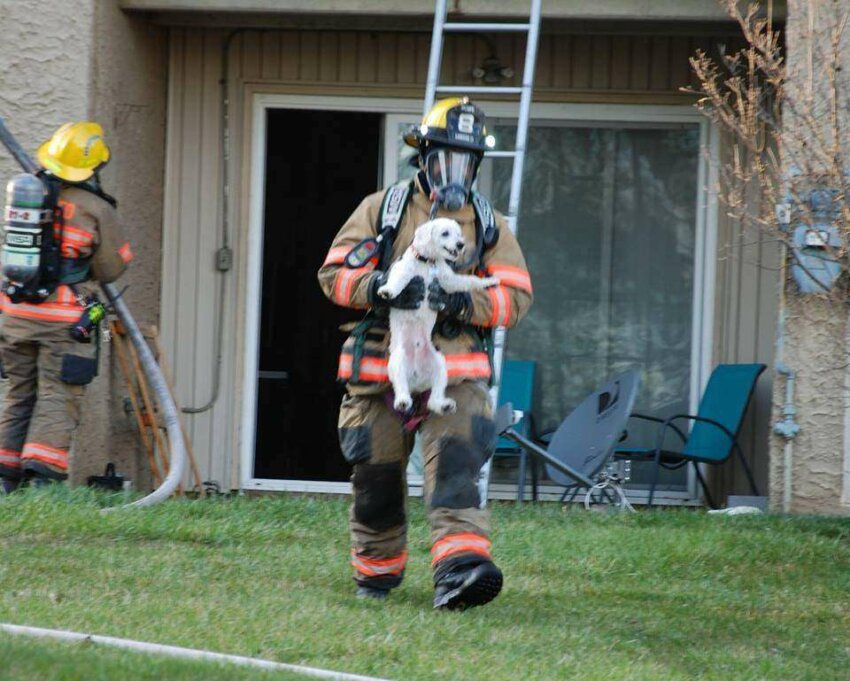 Фото: Пёсик улыбается в руках пожарного, спасшего его от смерти 2