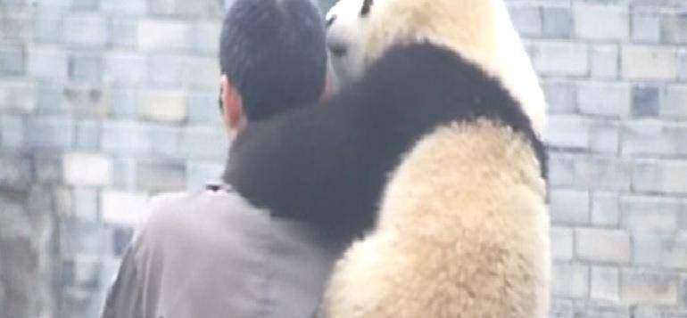 Панда обнимается с человеком