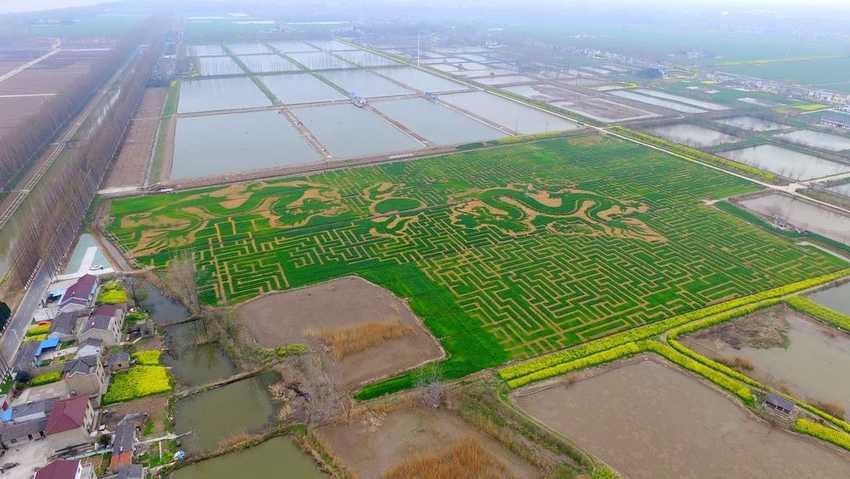 farmerschinarobe Китайцы создают потрясающие рисунки на полях 4