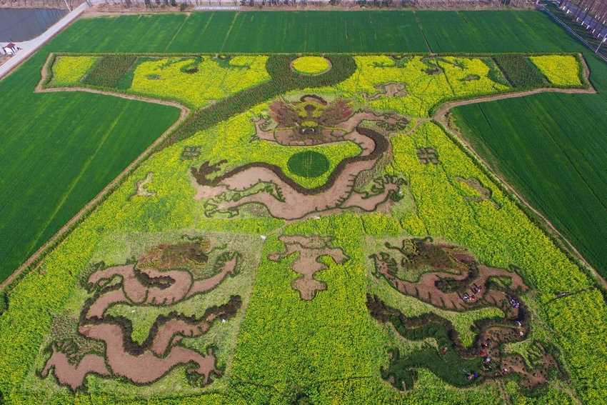 farmerschinarobe Китайцы создают потрясающие рисунки на полях 6