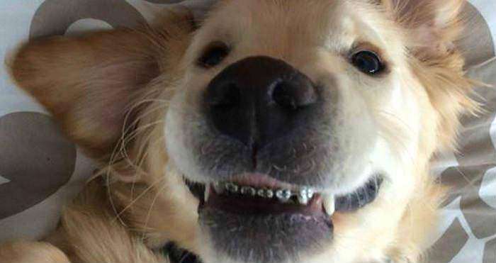 Улыбка щенка в брекетах стала хитом Интернета