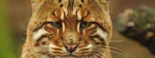 10 самых редких и необычных диких котиков