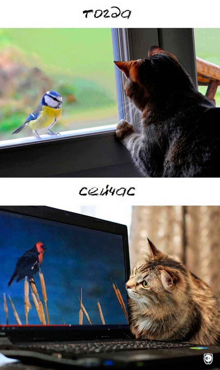 Cats-then-now-funny-technology-change-life-13-57162bb03575d__700