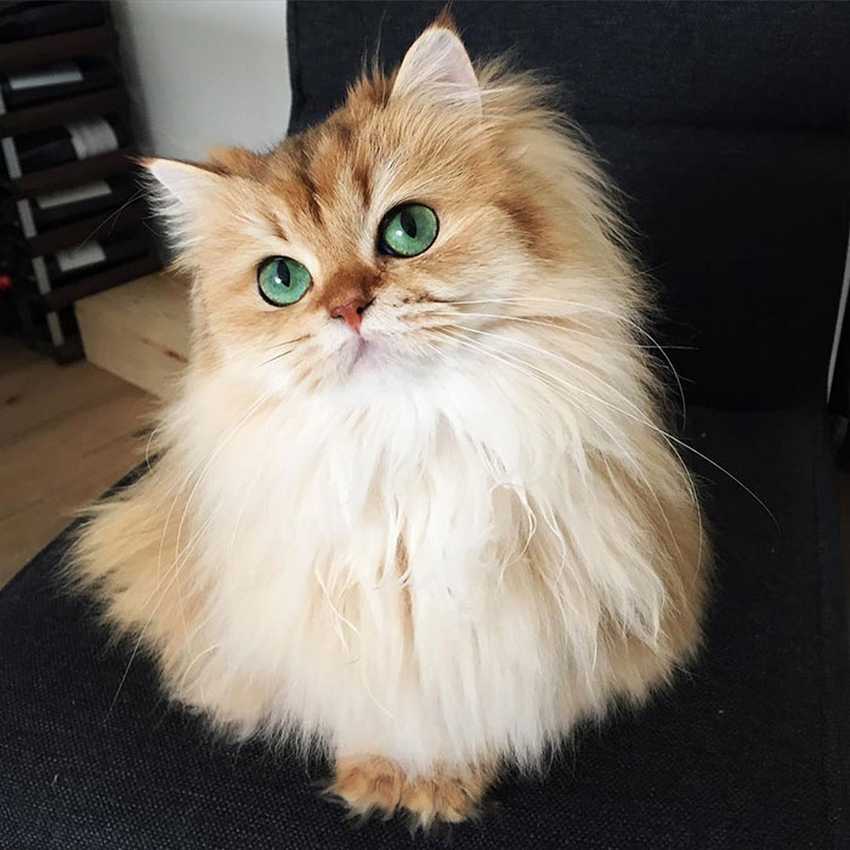 фотогеничный котик beautiful-fluffy-cat-british-longhair-1