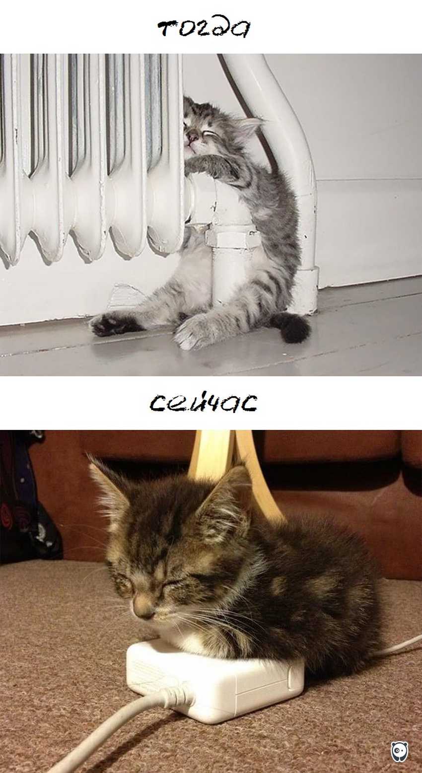 cats-then-now-funny-technology-change-life-9-57161749f2b9d__700