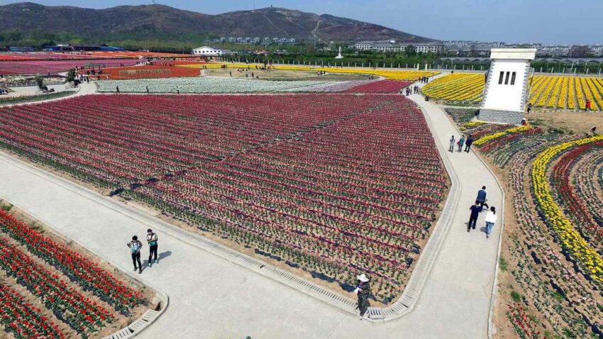 tulips цветущие поля в Китае