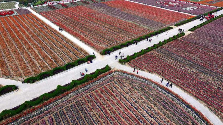 tulips цветущие поля в Китае 3