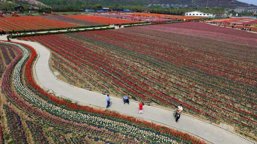 tulips цветущие поля в Китае 5