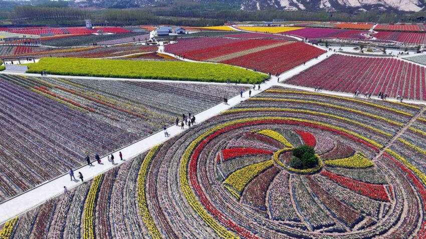 tulips цветущие поля в Китае 8
