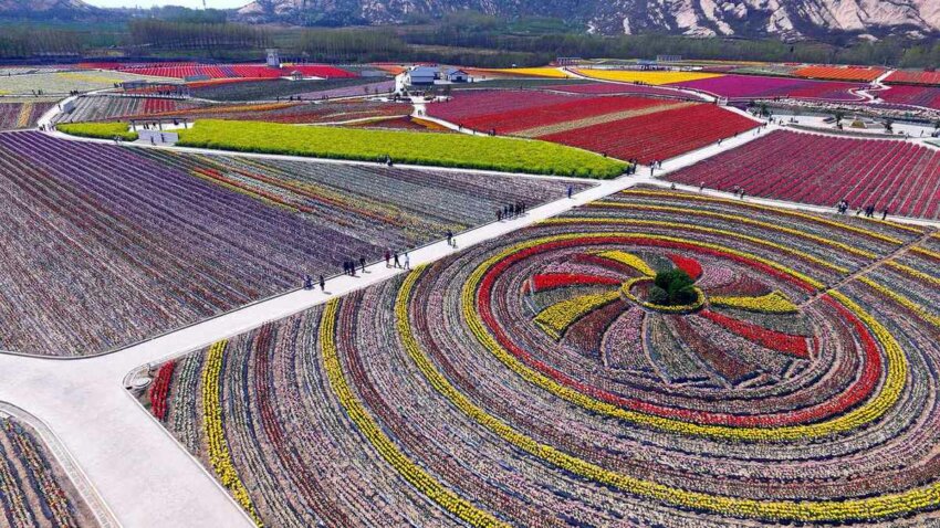 tulips цветущие поля в Китае 10