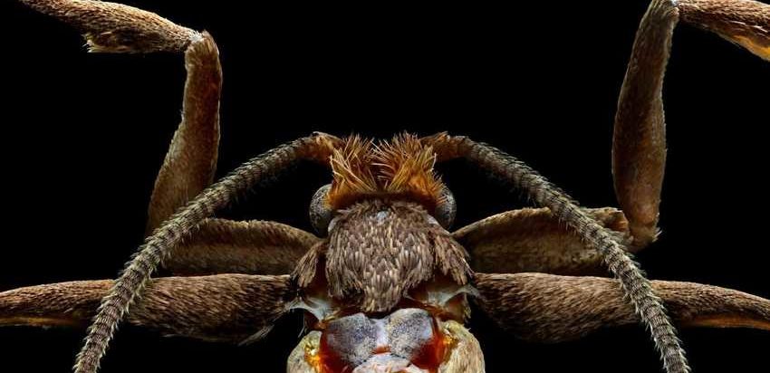 фото насекомых до мельчайших деталей