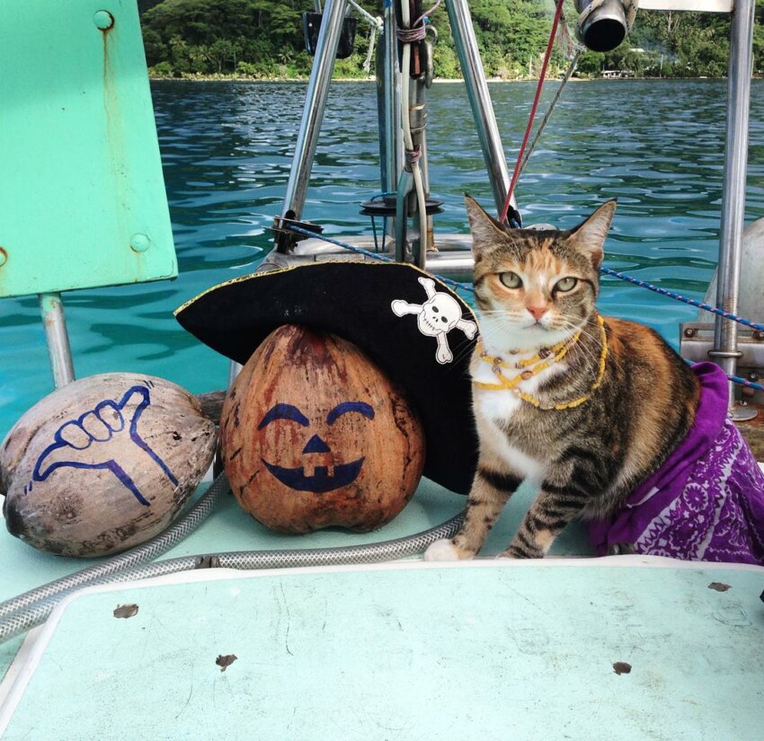 Этот котик путешествует вокруг света на яхте и стал звездой Instagram
