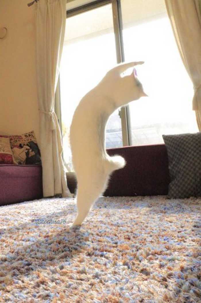 котик танцует балет